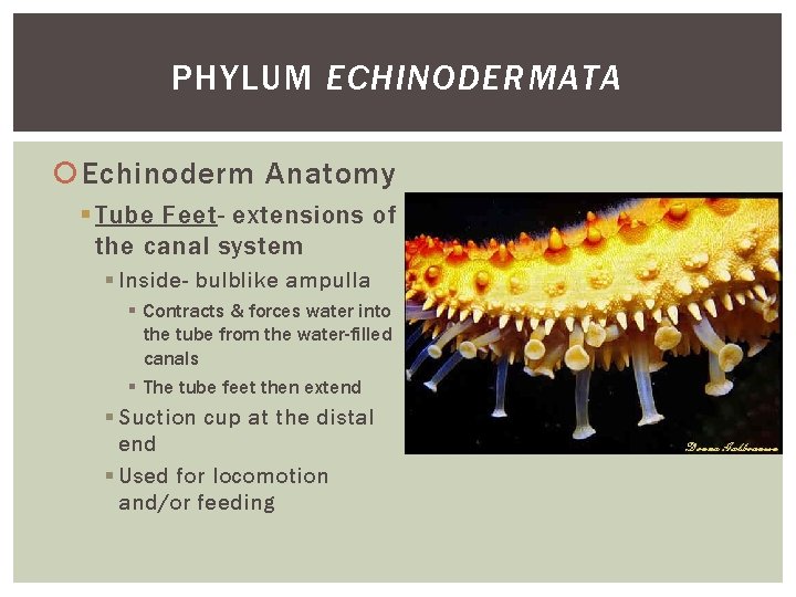 PHYLUM ECHINODERMATA Echinoderm Anatomy § Tube Feet- extensions of the canal system § Inside- PHYLUM ECHINODERMATA Echinoderm Anatomy § Tube Feet- extensions of the canal system § Inside-