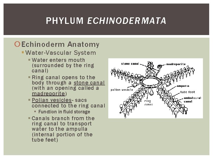 PHYLUM ECHINODERMATA Echinoderm Anatomy § Water-Vascular System § Water enters mouth (surrounded by the PHYLUM ECHINODERMATA Echinoderm Anatomy § Water-Vascular System § Water enters mouth (surrounded by the