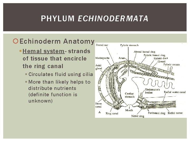 PHYLUM ECHINODERMATA Echinoderm Anatomy § Hemal system- strands of tissue that encircle the ring PHYLUM ECHINODERMATA Echinoderm Anatomy § Hemal system- strands of tissue that encircle the ring