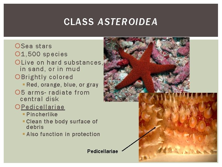 CLASS ASTEROIDEA Sea stars 1, 500 species Live on hard substances, in sand, or CLASS ASTEROIDEA Sea stars 1, 500 species Live on hard substances, in sand, or
