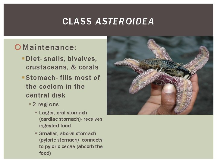 CLASS ASTEROIDEA Maintenance: § Diet- snails, bivalves, crustaceans, & corals § Stomach- fills most CLASS ASTEROIDEA Maintenance: § Diet- snails, bivalves, crustaceans, & corals § Stomach- fills most