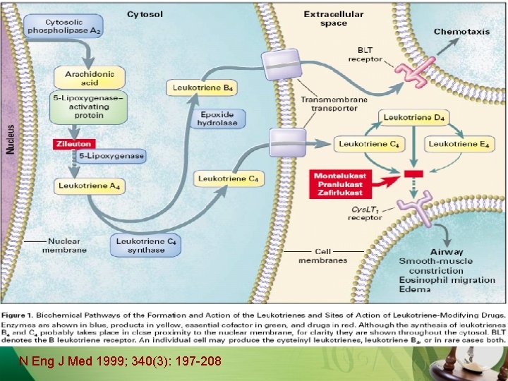 N Eng J Med 1999; 340(3): 197 -208 