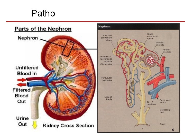 Patho 4 