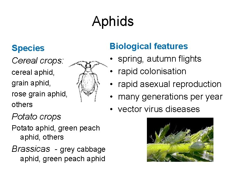 Aphids Species Cereal crops: cereal aphid, grain aphid, rose grain aphid, others Potato crops