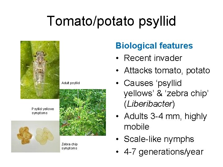 Tomato/potato psyllid Adult psyllid Psyllid yellows symptoms Zebra chip symptoms Biological features • Recent