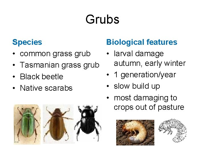Grubs Species • common grass grub • Tasmanian grass grub • Black beetle •