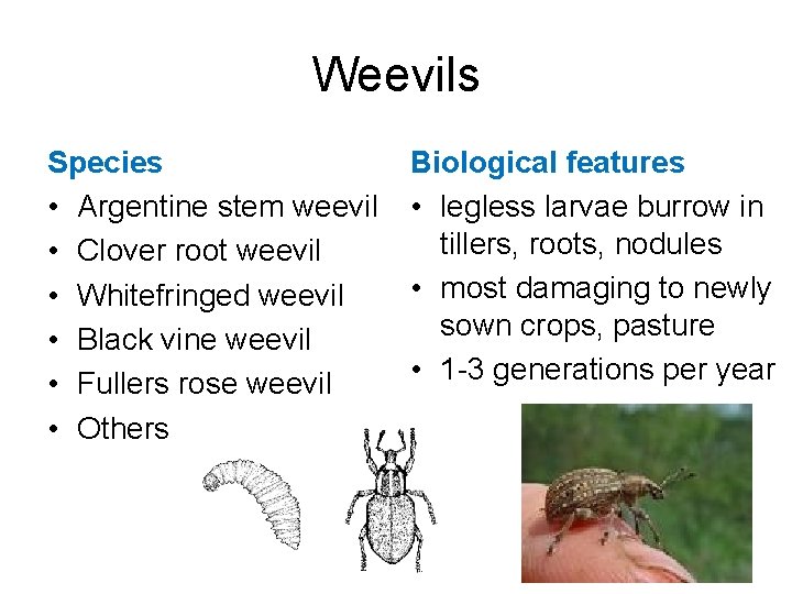 Weevils Species • Argentine stem weevil • Clover root weevil • Whitefringed weevil •