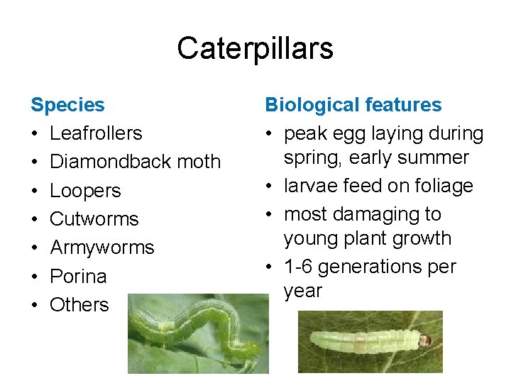Caterpillars Species • Leafrollers • Diamondback moth • Loopers • Cutworms • Armyworms •