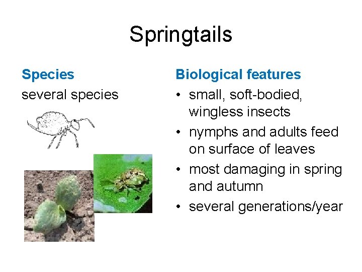 Springtails Species several species Biological features • small, soft-bodied, wingless insects • nymphs and