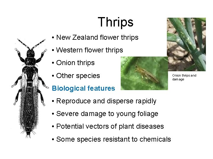 Thrips • New Zealand flower thrips • Western flower thrips • Onion thrips •