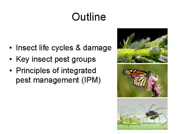 Outline • Insect life cycles & damage • Key insect pest groups • Principles