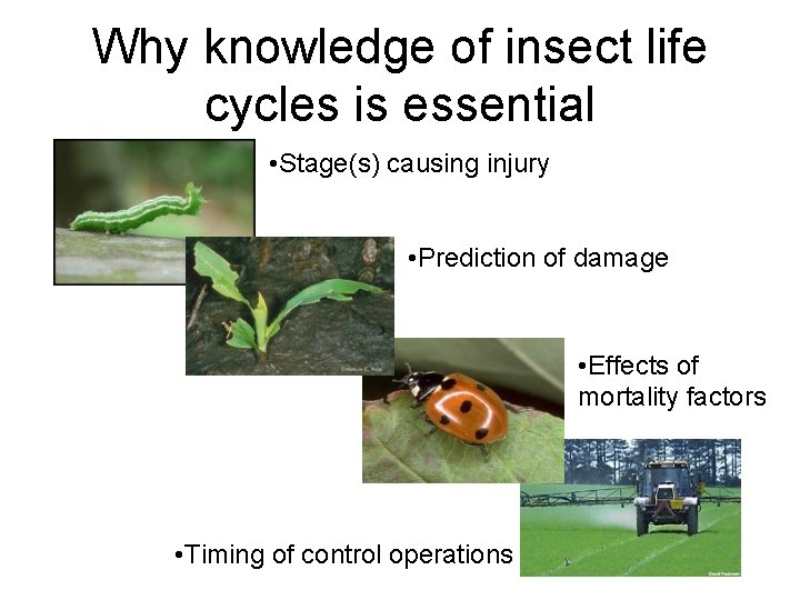 Why knowledge of insect life cycles is essential • Stage(s) causing injury • Prediction