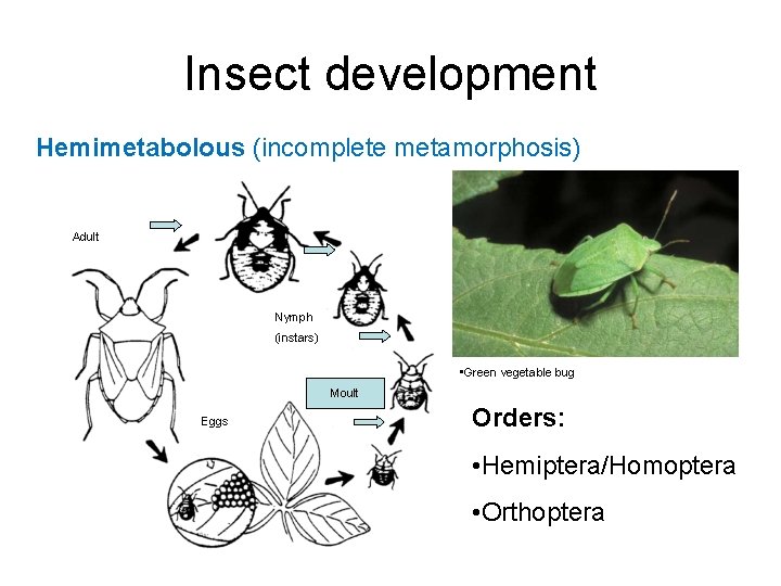 Insect development Hemimetabolous (incomplete metamorphosis) Adult Nymph (instars) • Green vegetable bug Moult Eggs