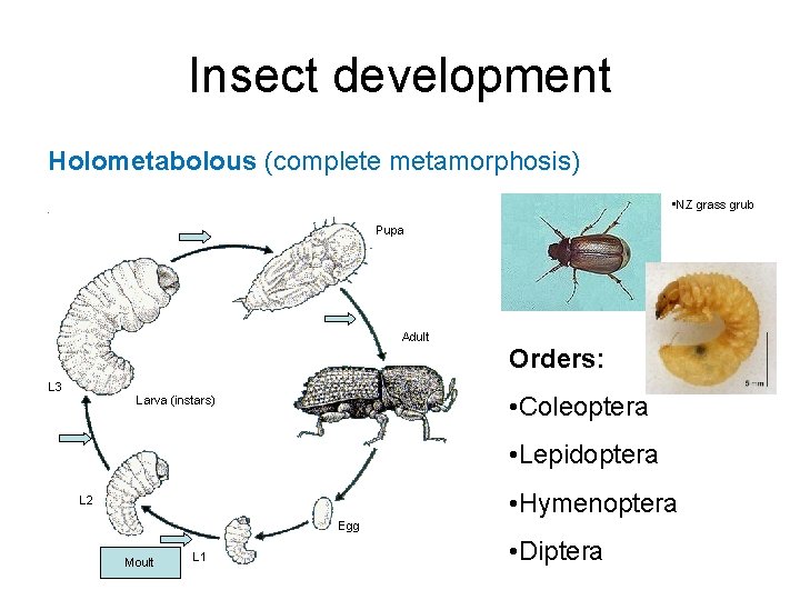 Insect development Holometabolous (complete metamorphosis) • NZ grass grub Pupa Adult L 3 Orders: