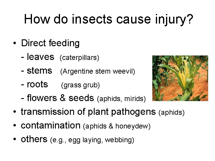 How do insects cause injury? • Direct feeding - leaves (caterpillars) - stems (Argentine