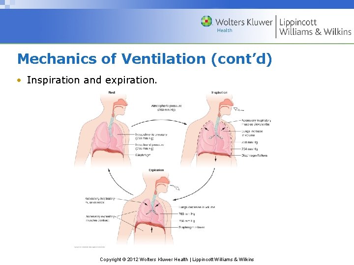 Mechanics of Ventilation (cont’d) • Inspiration and expiration. Copyright © 2012 Wolters Kluwer Health
