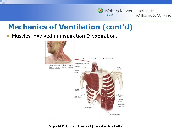 Mechanics of Ventilation (cont’d) • Muscles involved in inspiration & expiration. Copyright © 2012