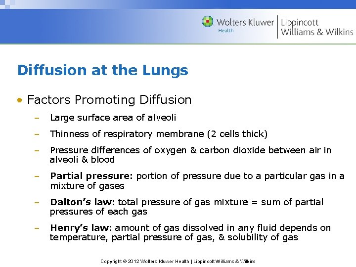 Diffusion at the Lungs • Factors Promoting Diffusion – Large surface area of alveoli