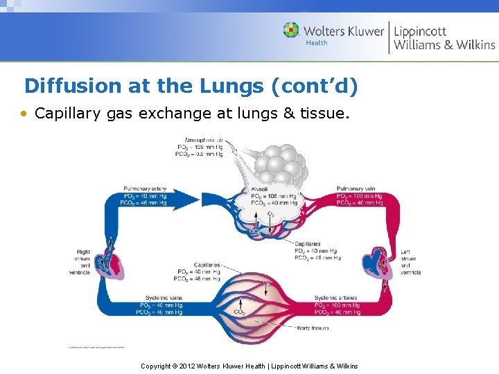 Diffusion at the Lungs (cont’d) • Capillary gas exchange at lungs & tissue. Copyright