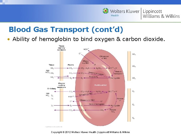 Blood Gas Transport (cont’d) • Ability of hemoglobin to bind oxygen & carbon dioxide.