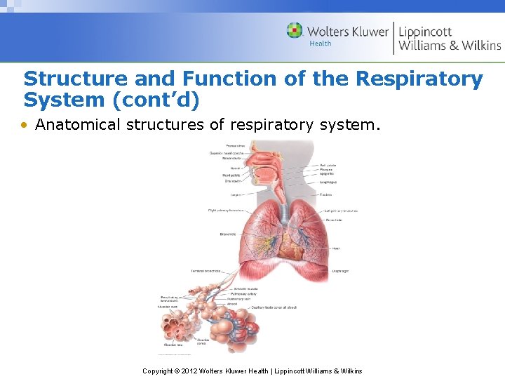 Structure and Function of the Respiratory System (cont’d) • Anatomical structures of respiratory system.