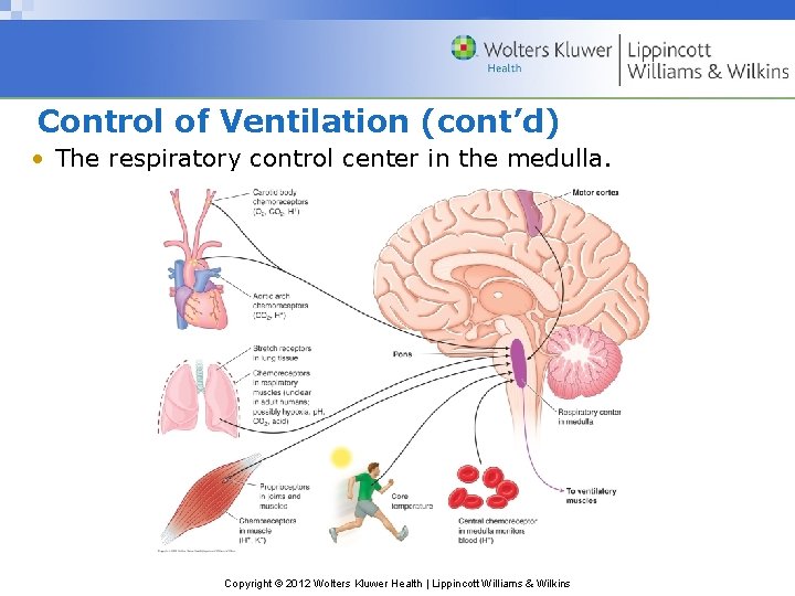 Control of Ventilation (cont’d) • The respiratory control center in the medulla. Copyright ©