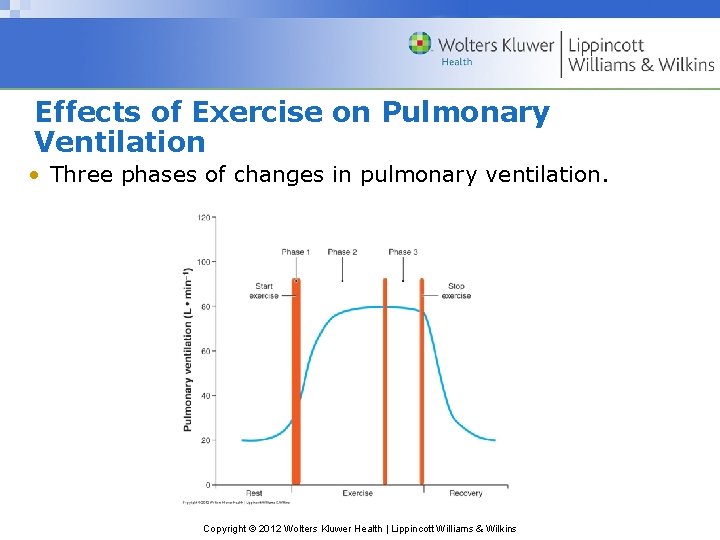 Effects of Exercise on Pulmonary Ventilation • Three phases of changes in pulmonary ventilation.