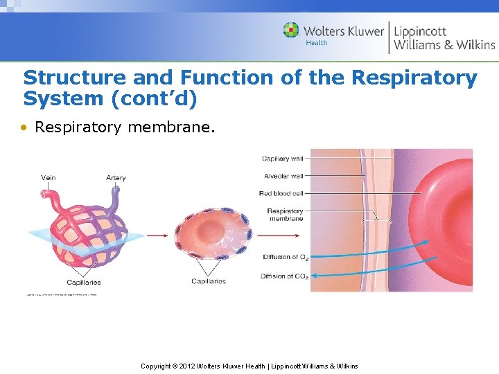 Structure and Function of the Respiratory System (cont’d) • Respiratory membrane. Copyright © 2012