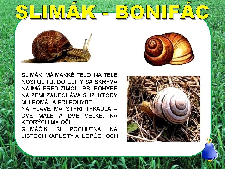 SLIMÁK - BONIFÁC SLIMÁK MÁ MÄKKÉ TELO. NA TELE NOSÍ ULITU. DO ULITY SA