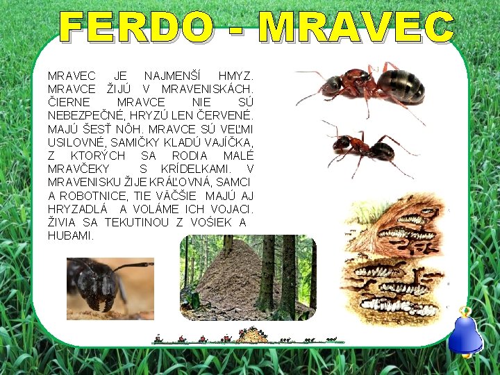 FERDO - MRAVEC JE NAJMENŠÍ HMYZ. MRAVCE ŽIJÚ V MRAVENISKÁCH. ČIERNE MRAVCE NIE SÚ