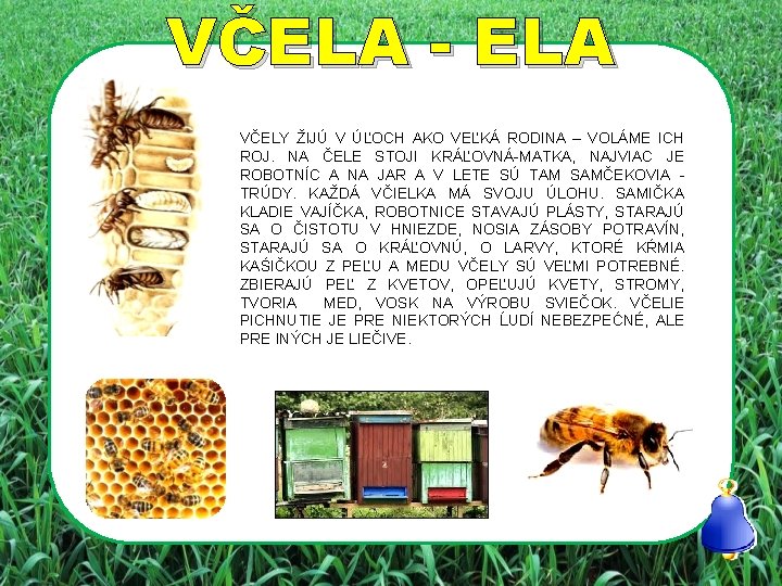 VČELA - ELA VČELY ŽIJÚ V ÚĽOCH AKO VEĽKÁ RODINA – VOLÁME ICH ROJ.