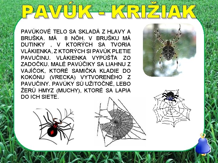 PAVÚK - KRIŽIAK PAVÚKOVÉ TELO SA SKLADÁ Z HLAVY A BRUŠKA. MÁ 8 NÔH.