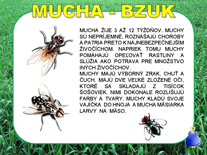 MUCHA - BZUK MUCHA ŽIJE 3 AŽ 12 TÝŽDŇOV. MUCHY SÚ NEPRÍJEMNÉ, ROZNÁŠAJÚ CHOROBY