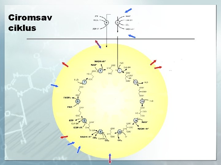 Ciromsav ciklus 