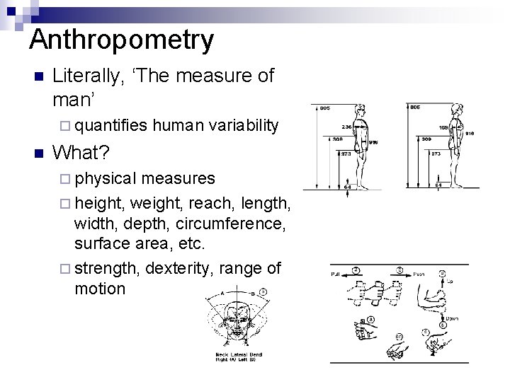 Anthropometry n Literally, ‘The measure of man’ ¨ quantifies n human variability What? ¨