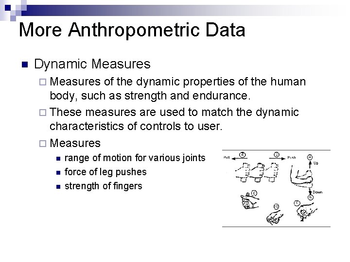 More Anthropometric Data n Dynamic Measures ¨ Measures of the dynamic properties of the