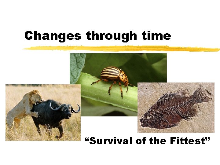 Changes through time “Survival of the Fittest” 