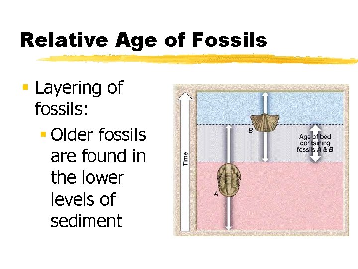 Relative Age of Fossils § Layering of fossils: § Older fossils are found in