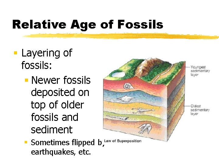 Relative Age of Fossils § Layering of fossils: § Newer fossils deposited on top