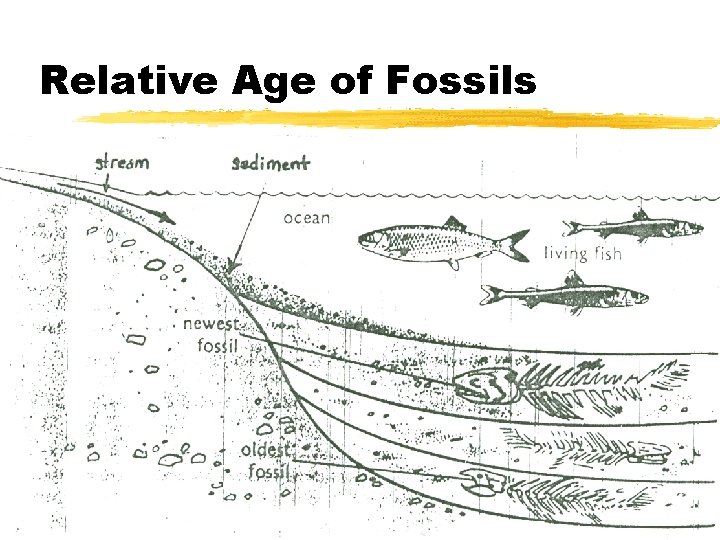 Relative Age of Fossils 