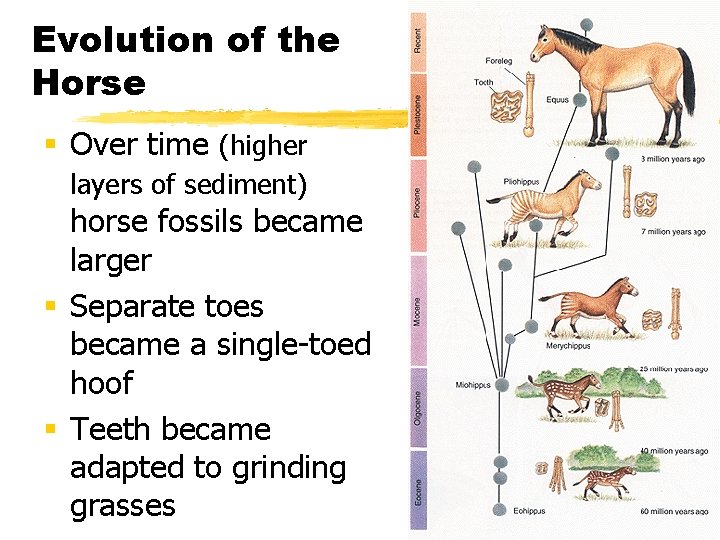 Evolution of the Horse § Over time (higher layers of sediment) horse fossils became