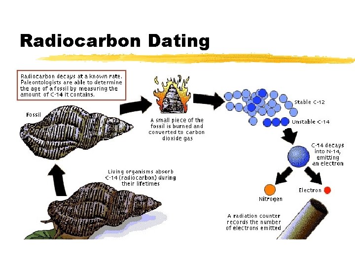 Radiocarbon Dating 