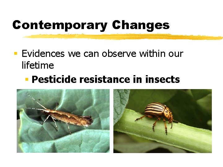 Contemporary Changes § Evidences we can observe within our lifetime § Pesticide resistance in