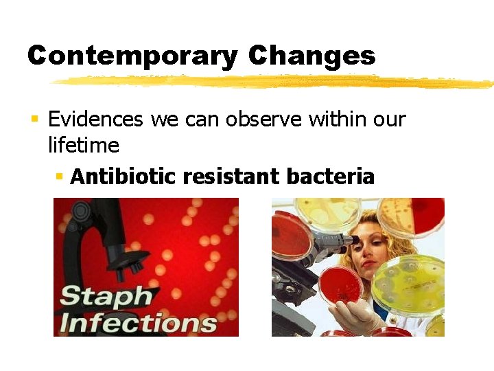 Contemporary Changes § Evidences we can observe within our lifetime § Antibiotic resistant bacteria