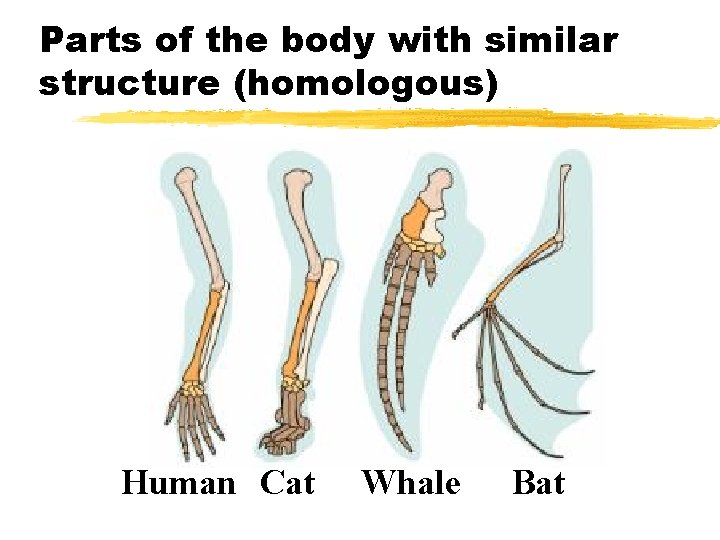 Parts of the body with similar structure (homologous) Human Cat Whale Bat 