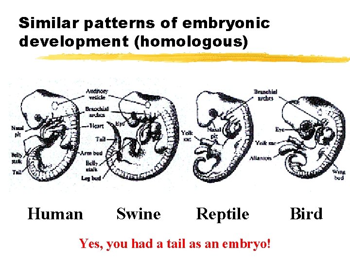 Similar patterns of embryonic development (homologous) Human Swine Reptile Yes, you had a tail