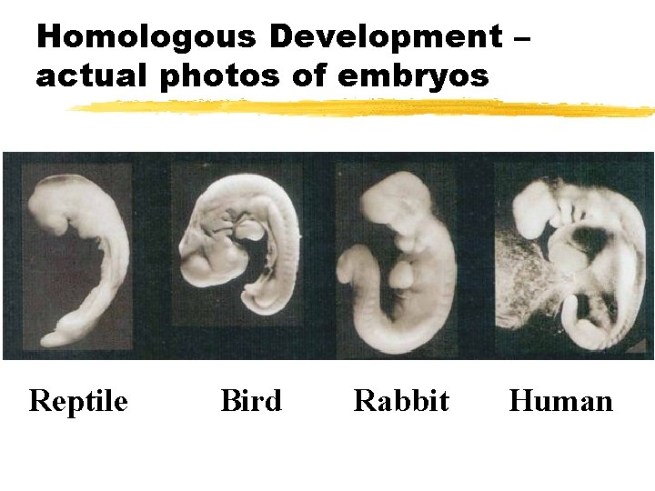 Homologous Development – actual photos of embryos Reptile Bird Rabbit Human 