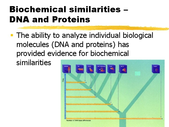 Biochemical similarities – DNA and Proteins § The ability to analyze individual biological molecules