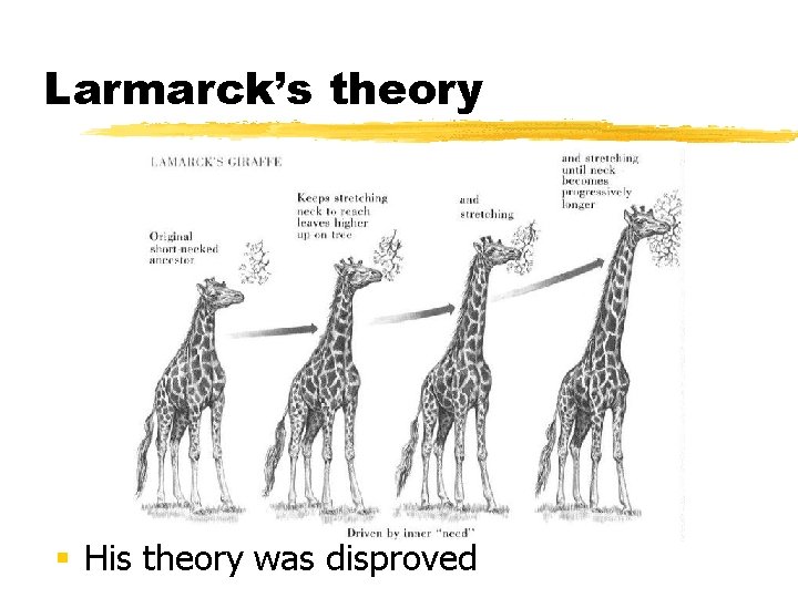 Larmarck’s theory § His theory was disproved 