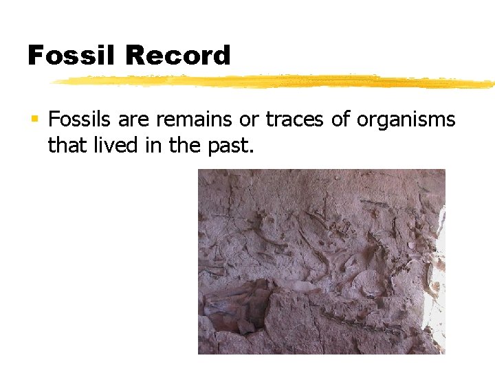 Fossil Record § Fossils are remains or traces of organisms that lived in the